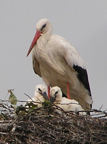 2014-05-24 - Zusammenrücken bei Regen