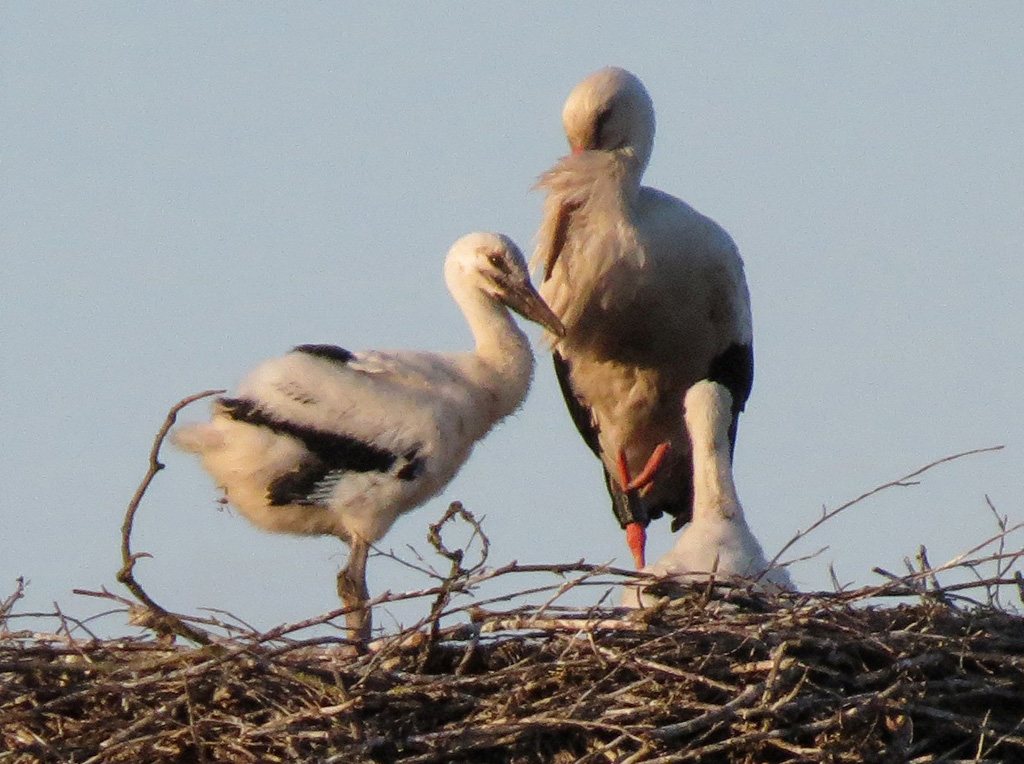 2014-05-19 - Schon ganz schön groß!