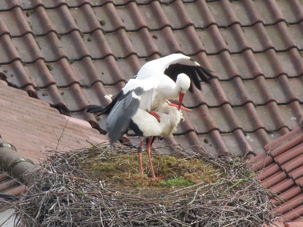 2014-03-24 - Kurze Unterbrechung des Brutgeschäfts