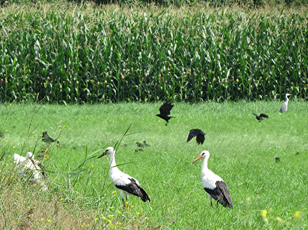 2014-07-31 - Viel "Betrieb" auf der Feuchtwiese