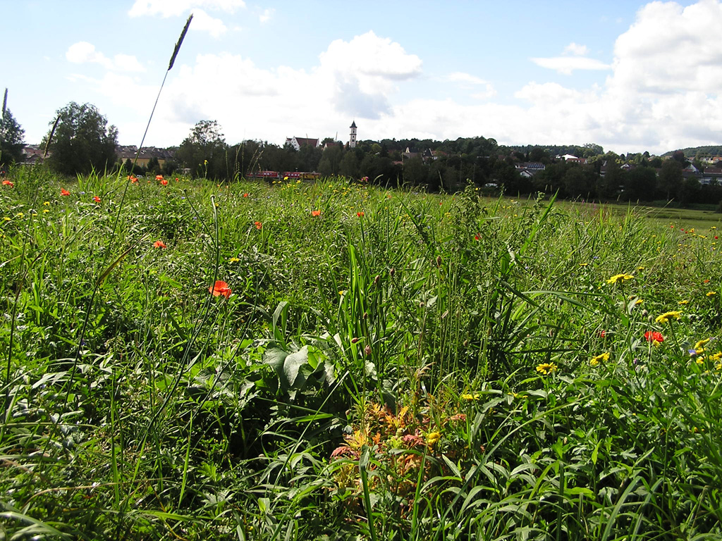 2014-08-30 - Blumenwiese nach Renaturierung