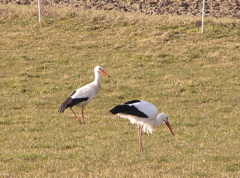 2014-02-25 - Gemeinsame Futtersuche