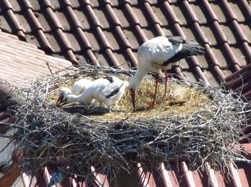 2014-05-20 - Hier ist noch was!