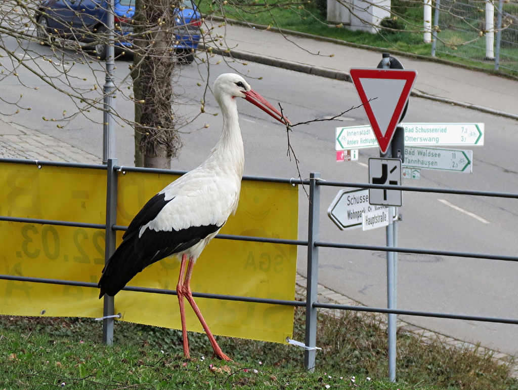 2014-03-24 - Wohin gehts zum Storchennest?