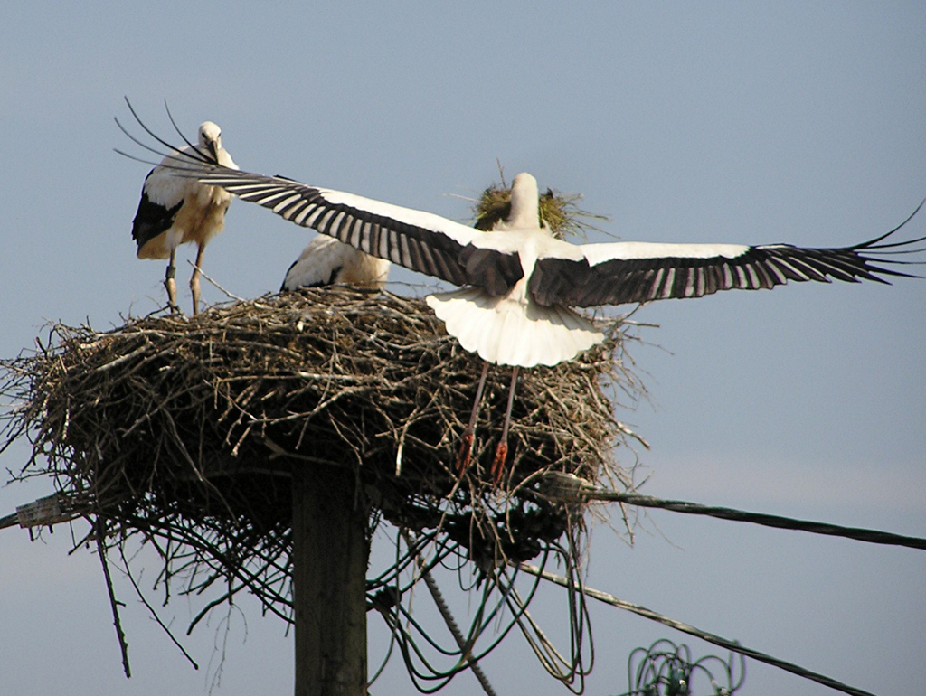 2014-06-12 - Rückkehr Altstorch