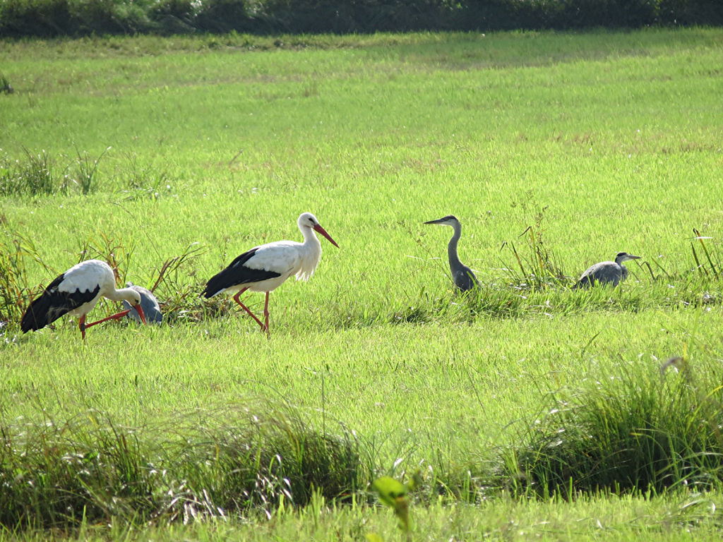 2014-09-01 - Belebte Storchenwiese