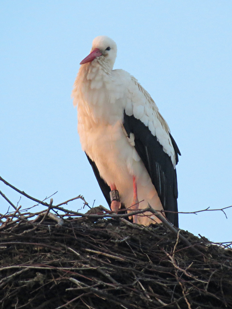 2015-02-16 - Rückkehr der Störchin