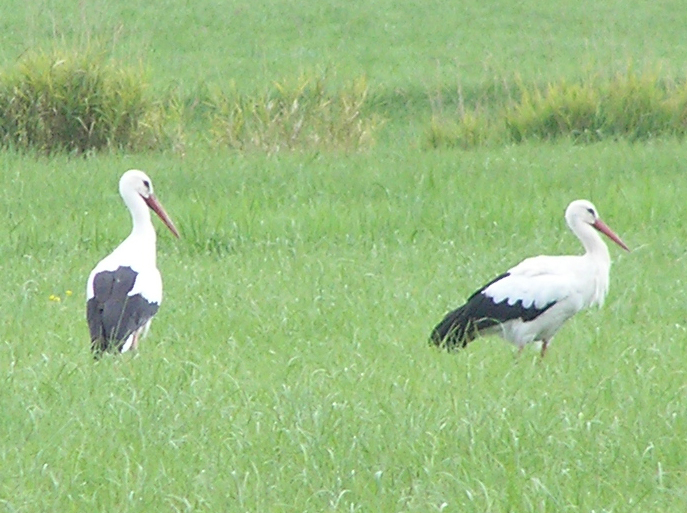 2015-09-04 - Futtersuche an der Schussen