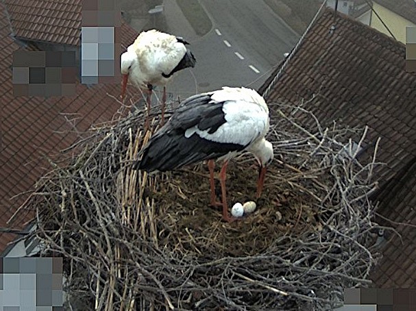 2015-03-24 - Wieder zwei Eier