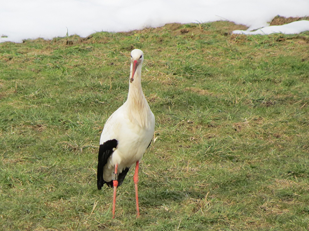 2015-02-25 - Futtersuche in Aulendorf-Steegen