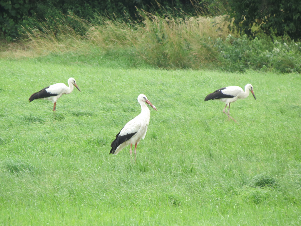 2015-07-27 - Altstorch mit beiden Jungstörchen