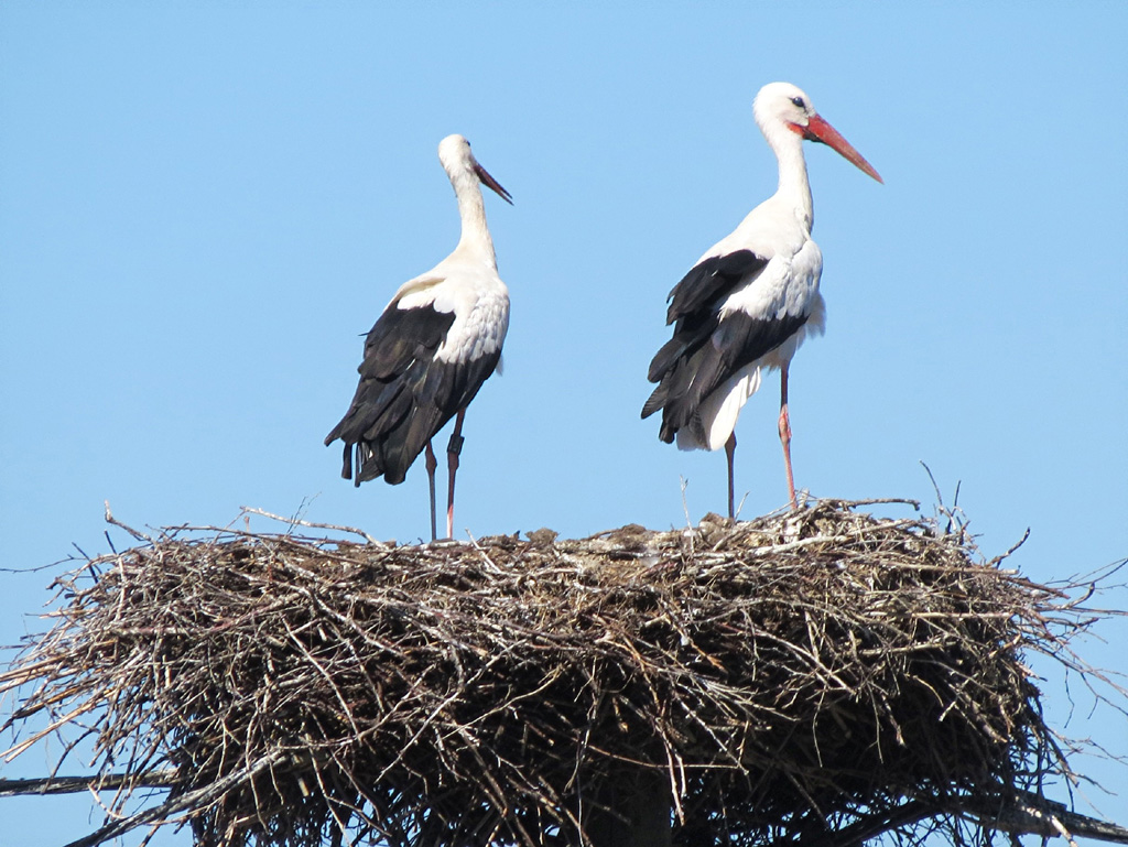 2015-08-03 - Altstörche auf dem Nest