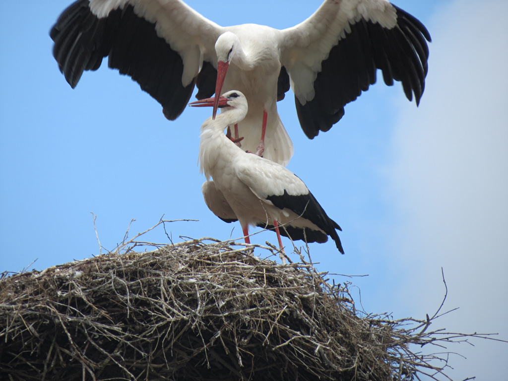 2015-07-14 - Altstörche im Nest