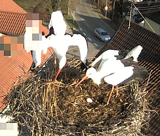 2015-03-23 - Drohen gegen Fremdstörche