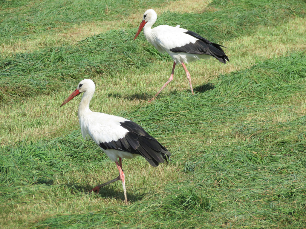 2015-08-25 - Fridolin+Gertrud