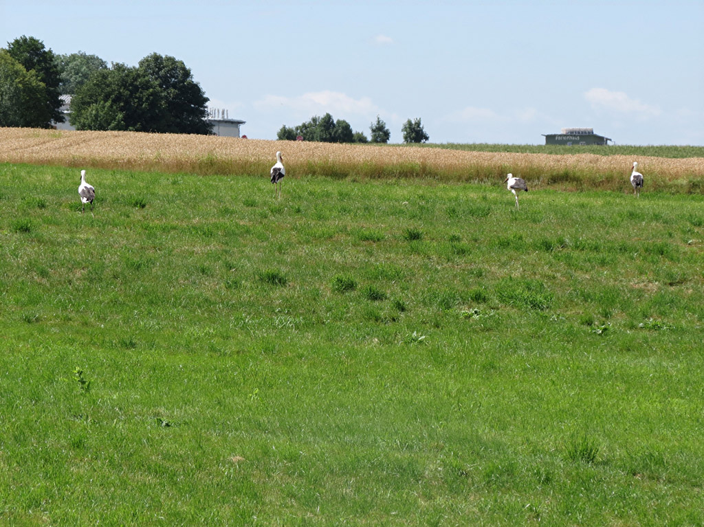 2015-07-20 - Fliegen sollt ihr!