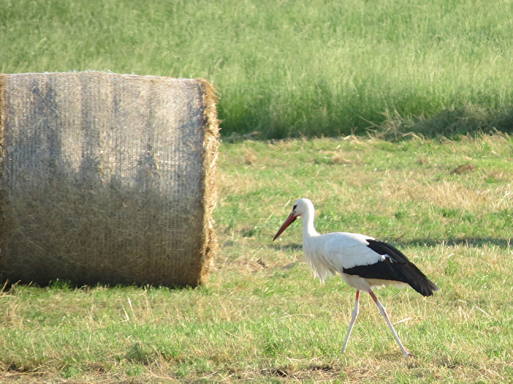 2015-07-02 - Storchenmann auf Futtersuche