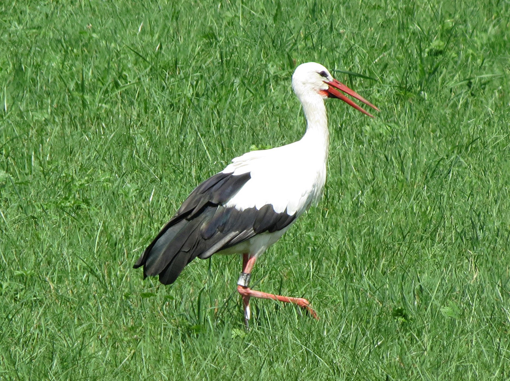 2015-08-21 - Störchin Gertrud