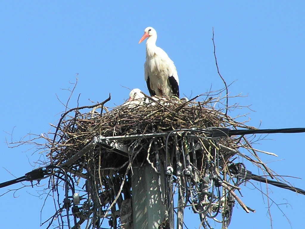 2016-06-10 - Testen des neuen Nestes