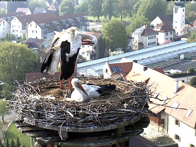 Guten Morgen, wünsche einen schönen Maifeiertag