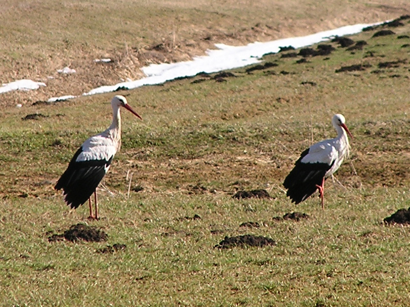 2010-03-01 - Futtersuche