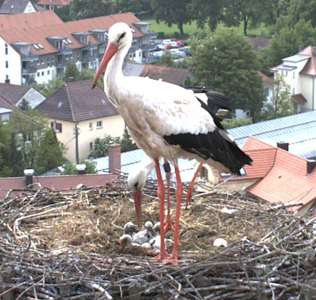 Wunderschoene Familie