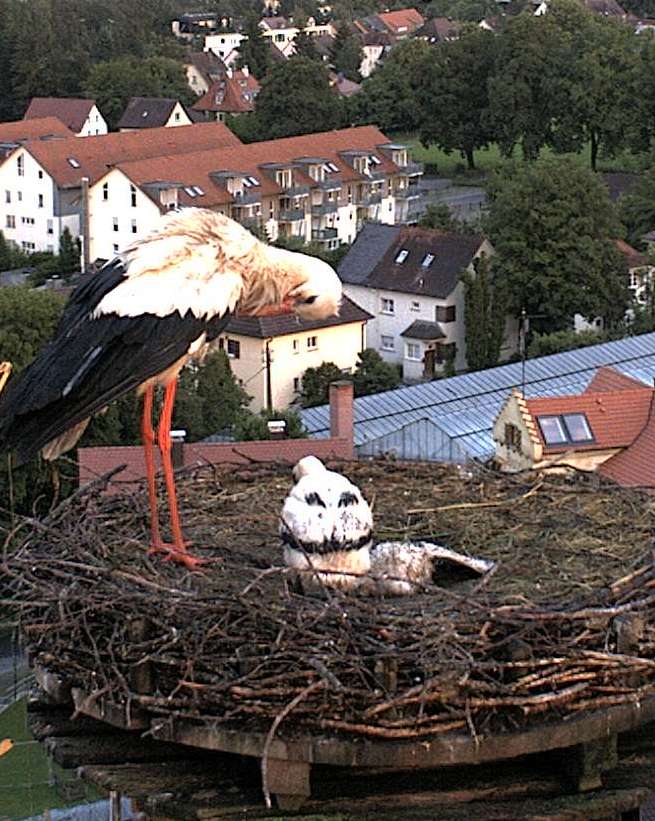 Ich hoffe nicht, dass wir jetzt nur noch einen Jungstorch haben..