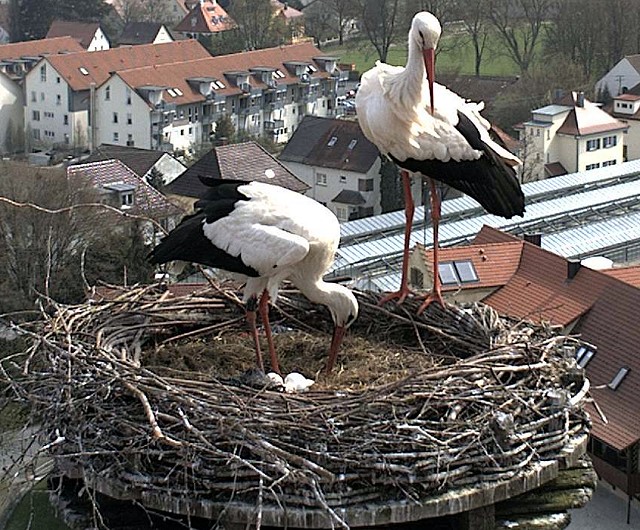 Die Eier werden gewendet