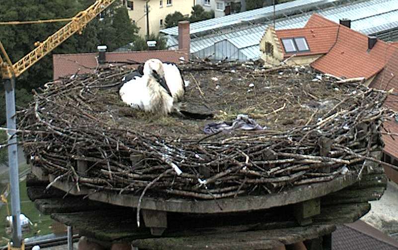 Ist der Lappen zum Nest trocknen ?