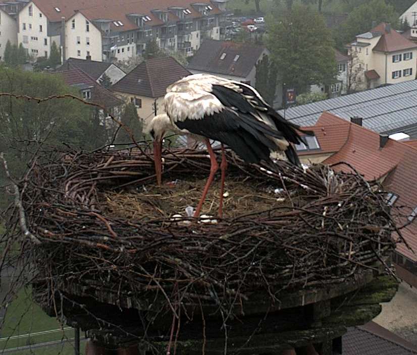 Ein Köpchen ist zu sehen