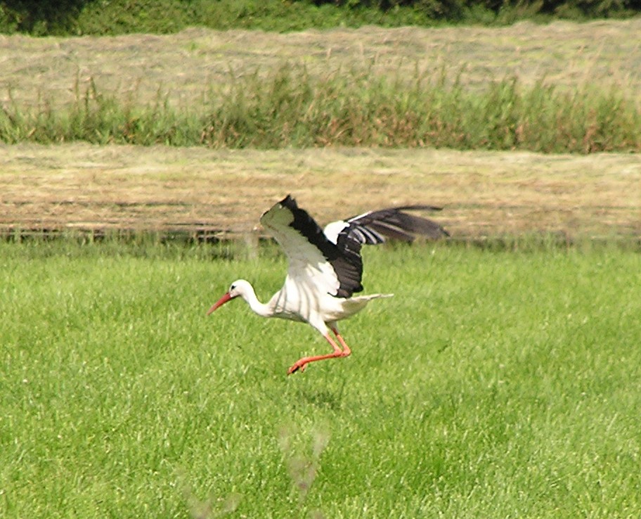 Abflug zur Futtersuche am 15.05.2009, morgens