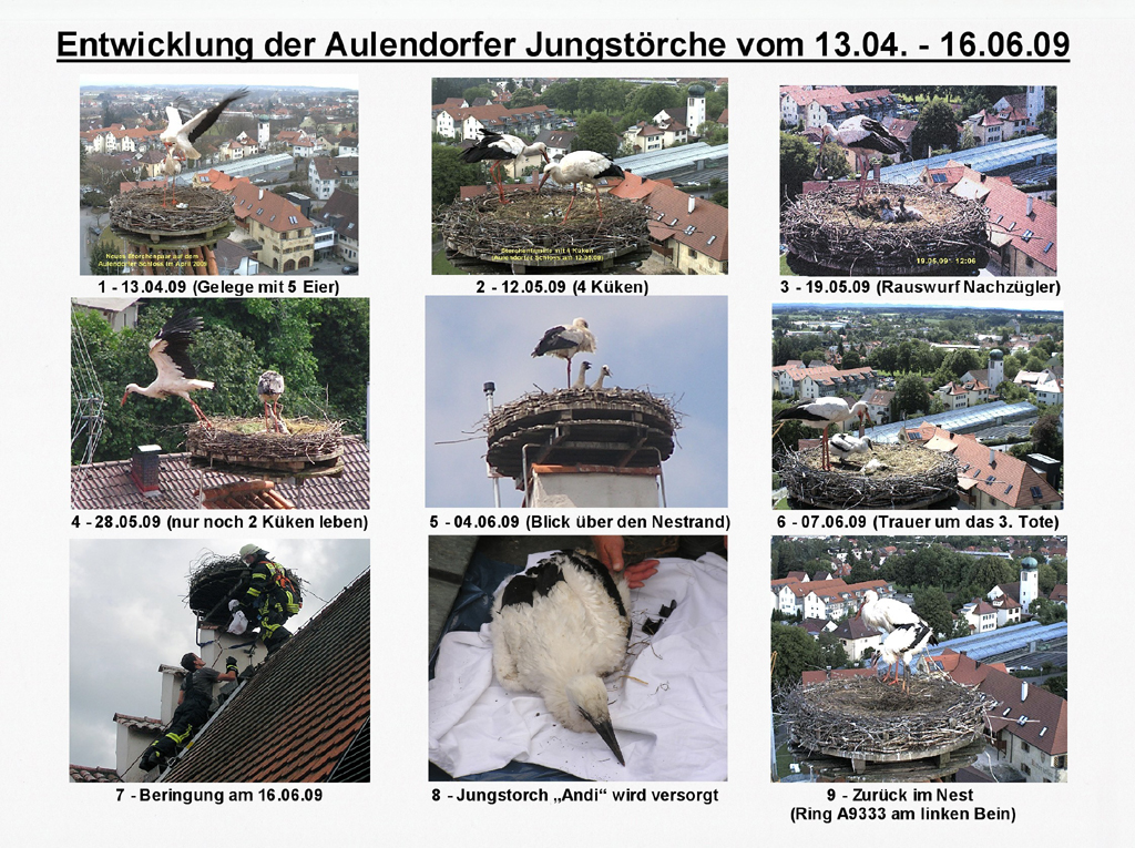 2009-06-21 - Entwicklung des Jungstorchs Andi