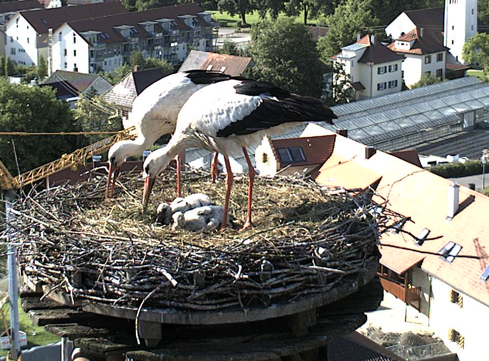 2009-05-29 - Nur noch 2 Jungstörche im Nest