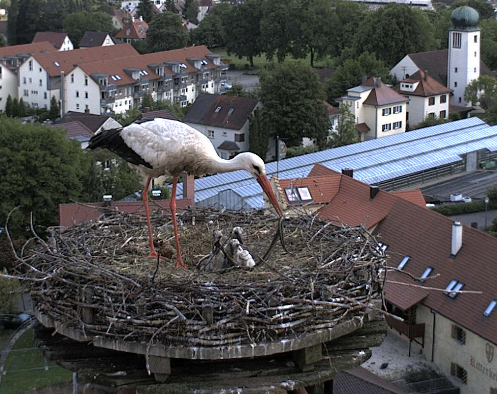 2009-06-19 - Schlangenmahlzeit