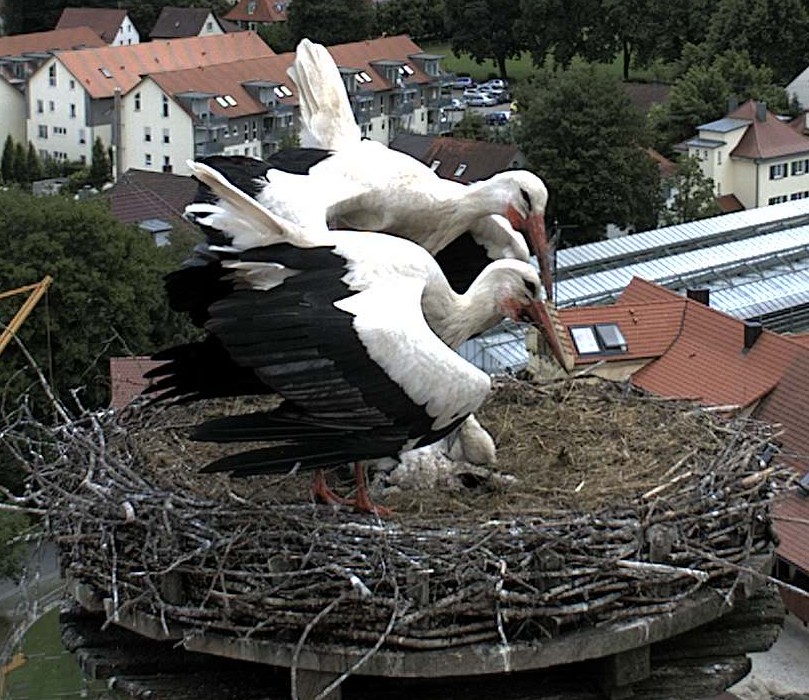 Trauer im Storchennest, 7.6