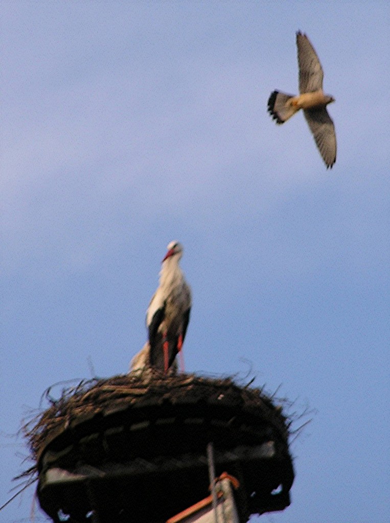 2010-05-28 - Turmfalke umfliegt Storchenhorst