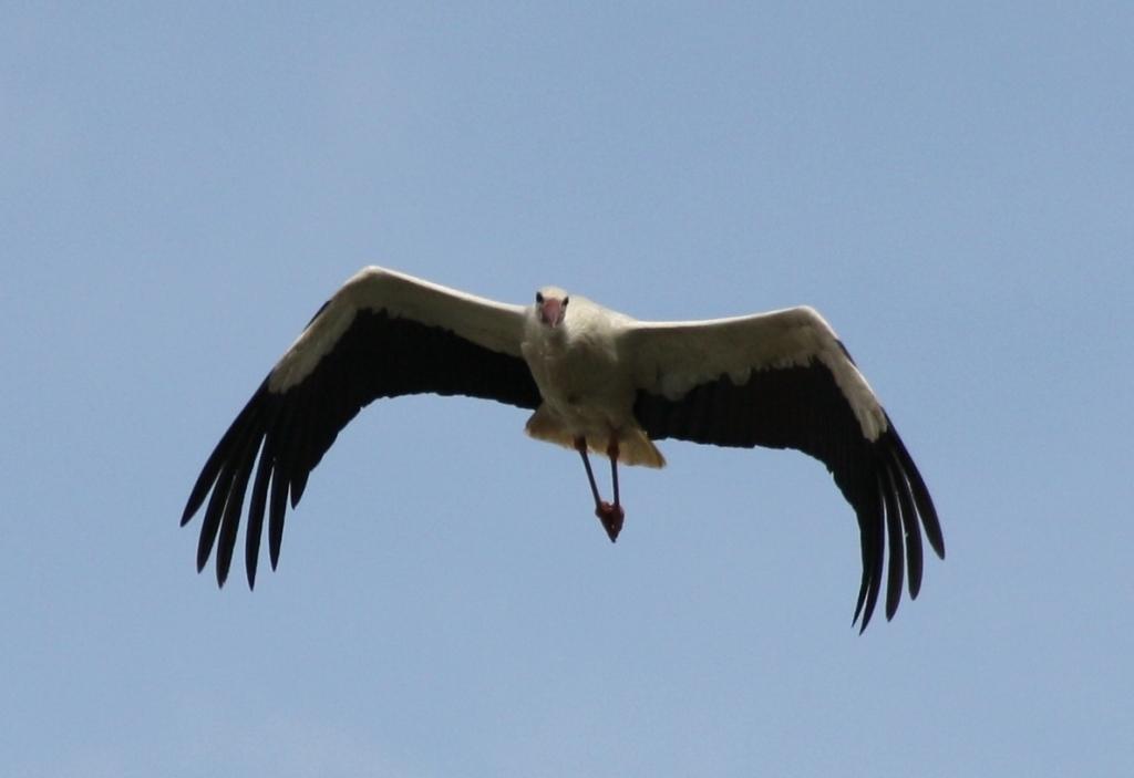 Vater Storch