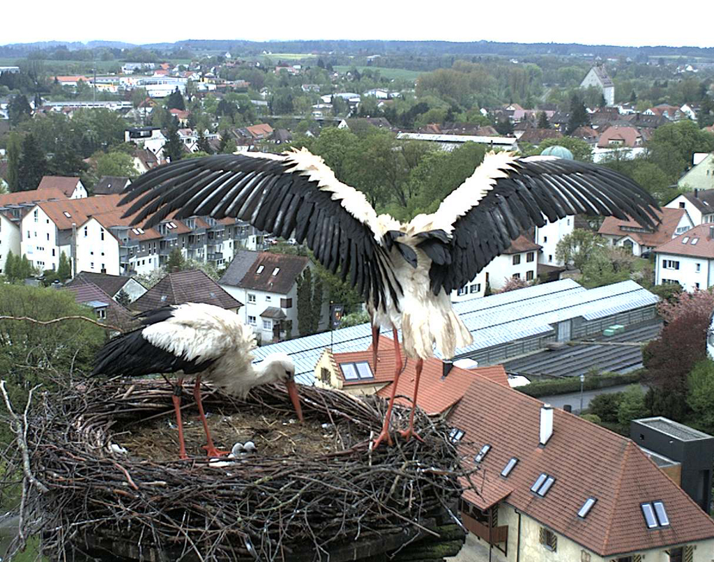 2010-05-06 - Wachablösung