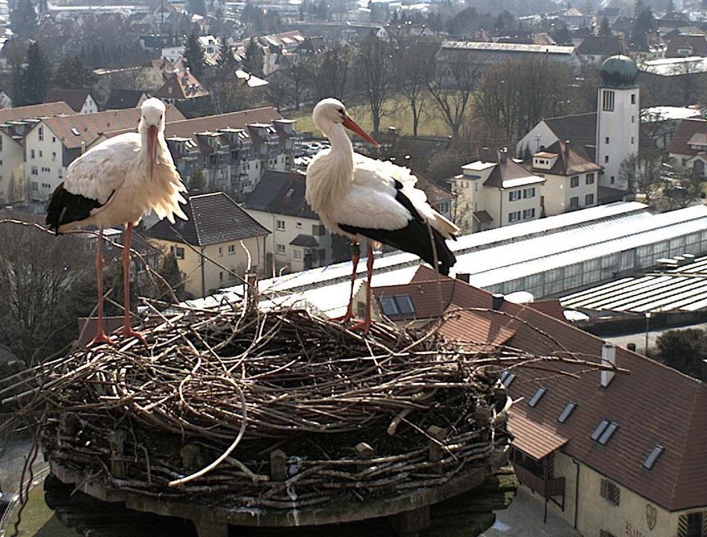 2010-03-03 - Glückliche Rückkehr vom Winterquartier