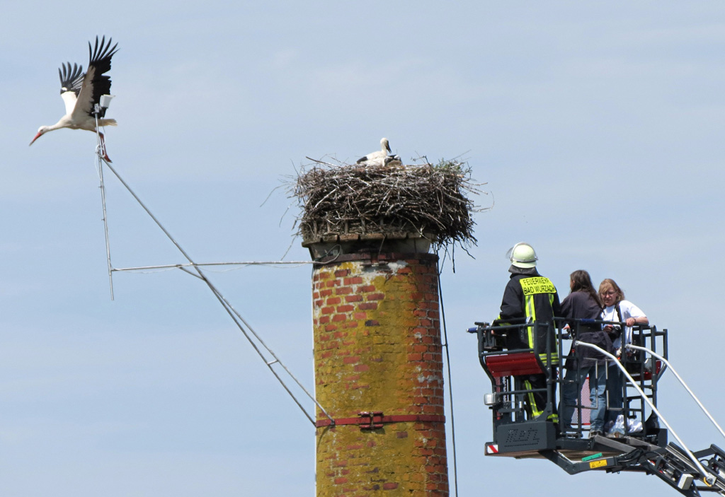 2012-06-15 - Beringung der Jungstörche