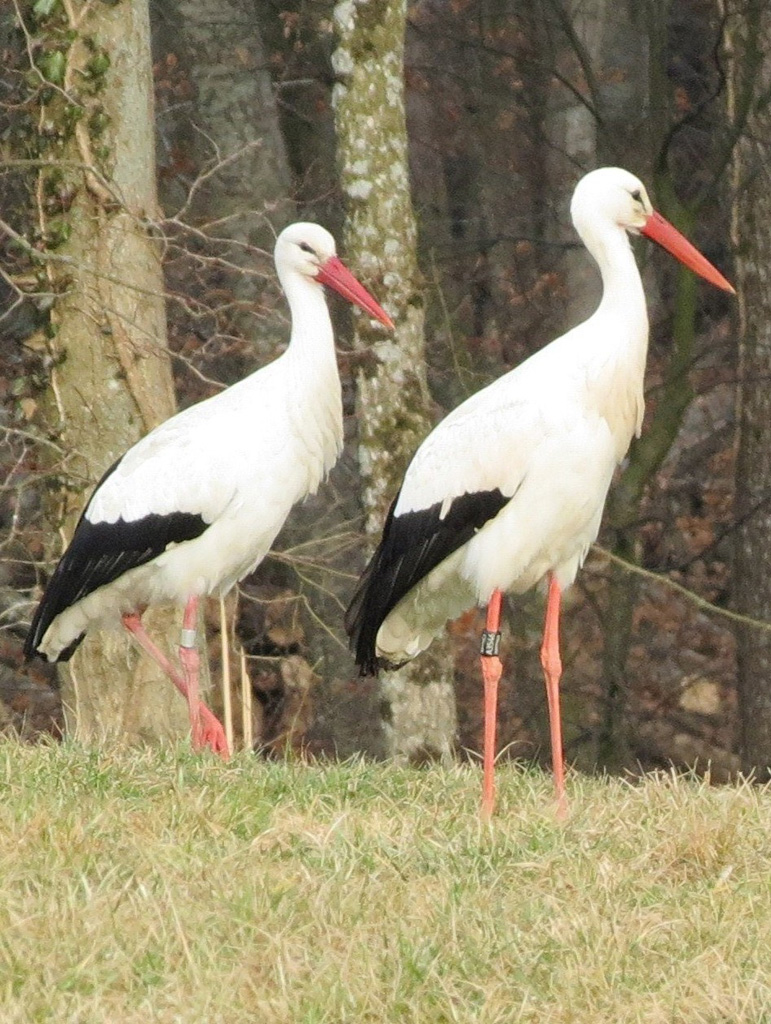 2012-03-06 - Mochenwanger Storchenpaar