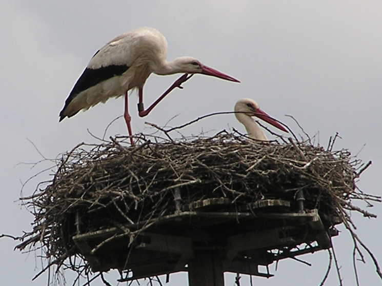 2011-05-14 - Ingoldingen-Warten auf Brutablösung