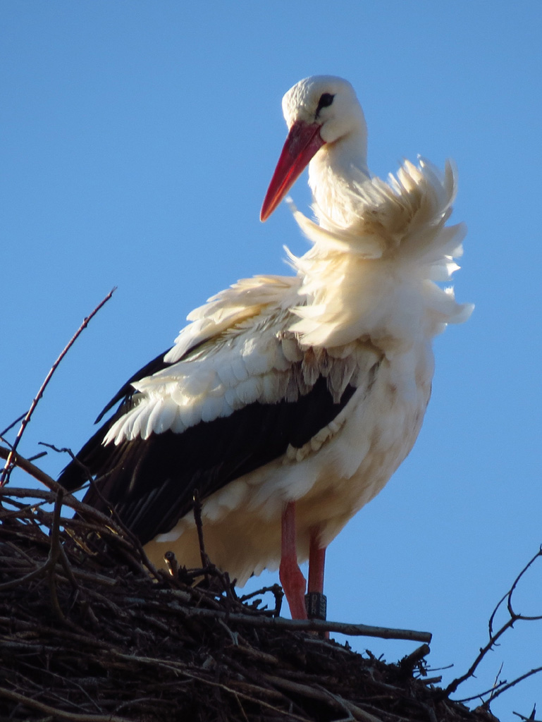 2012-03-26 - Bad Waldsee A 4492