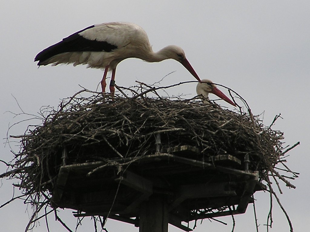 2011-05-14 - Ingoldingen-Aufforderung zur Ablösung