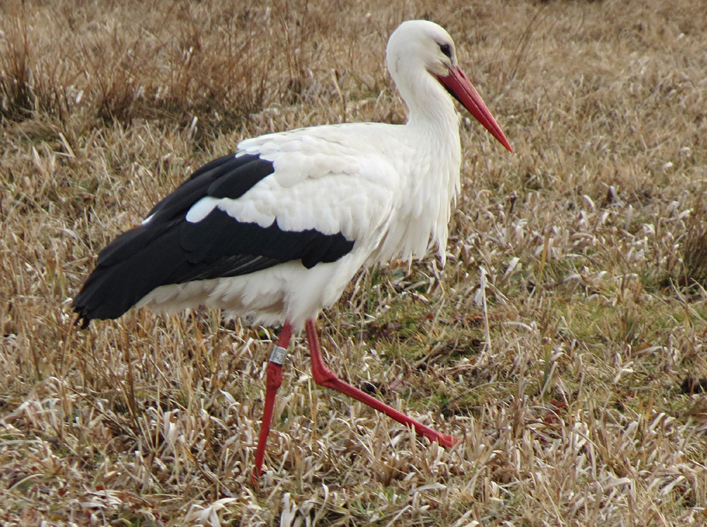 2012-03-06 - Mochenwangen, Laura A 6942