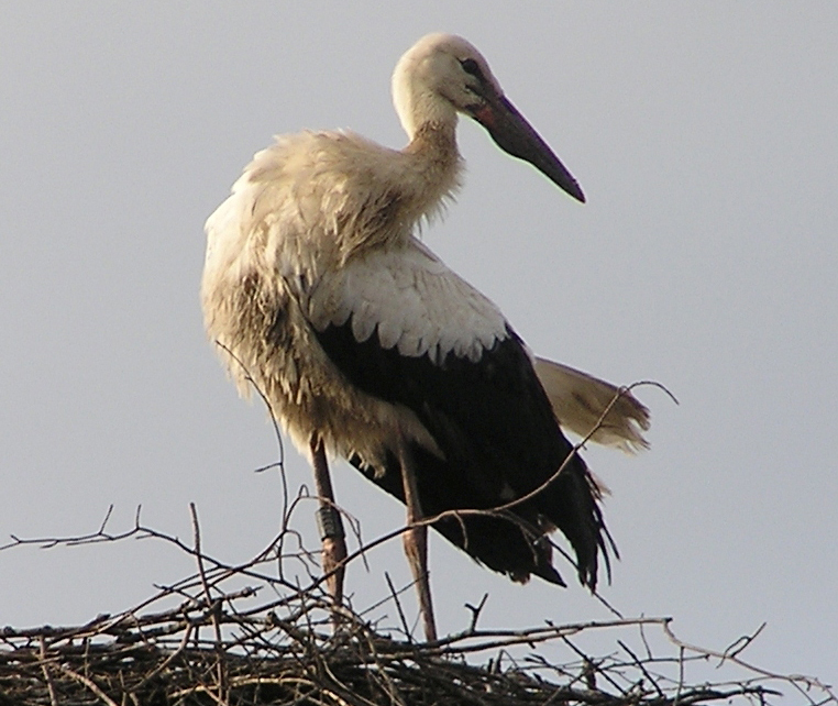 2010-08-04 - Jungstorch in Altshausen