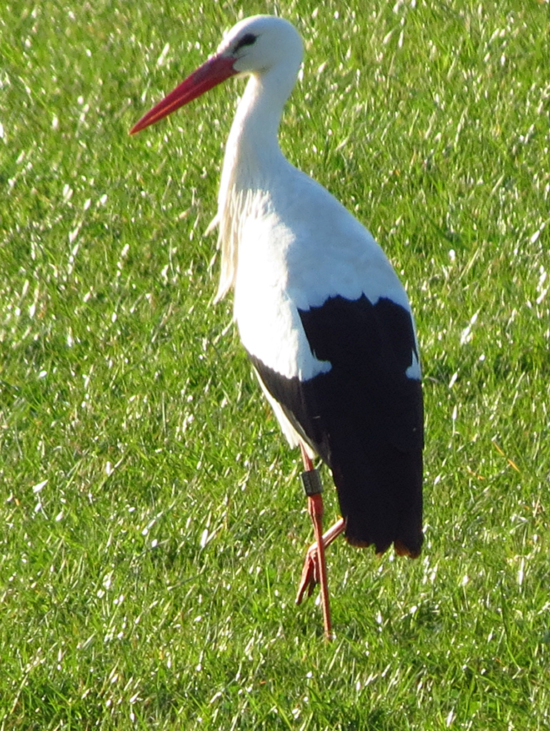 2012-03-26 - Bad Waldsee