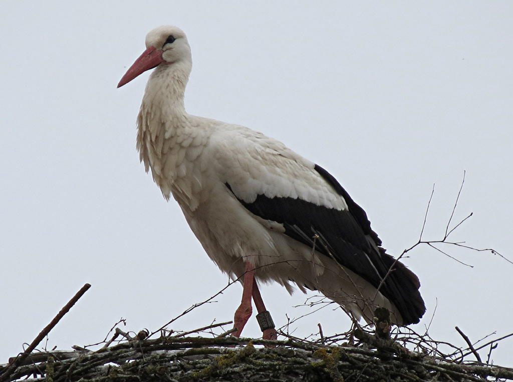 2013-04-08 - Hochberg