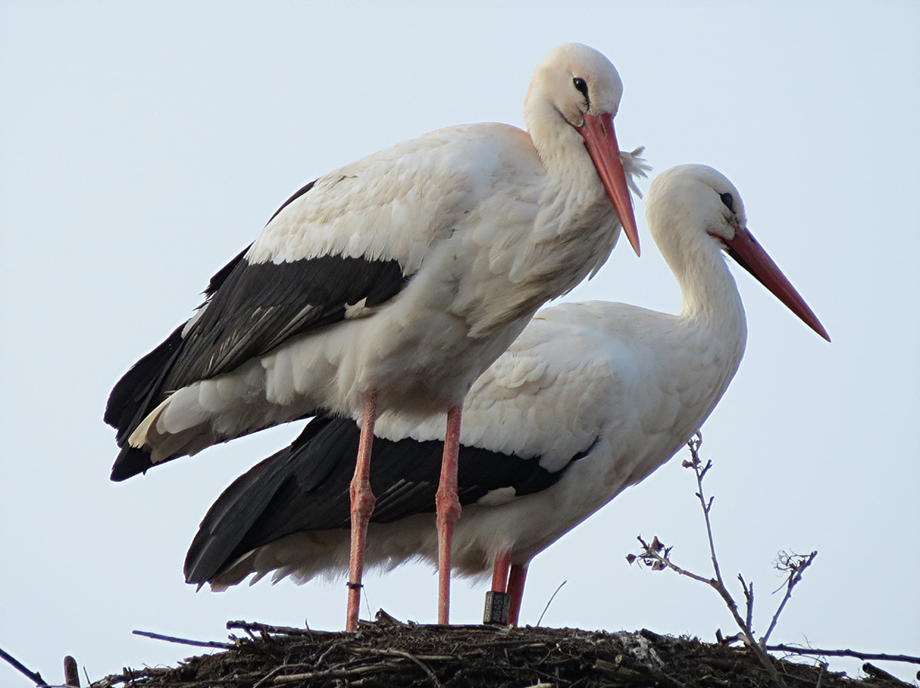 2014-03-06 - Altshausen