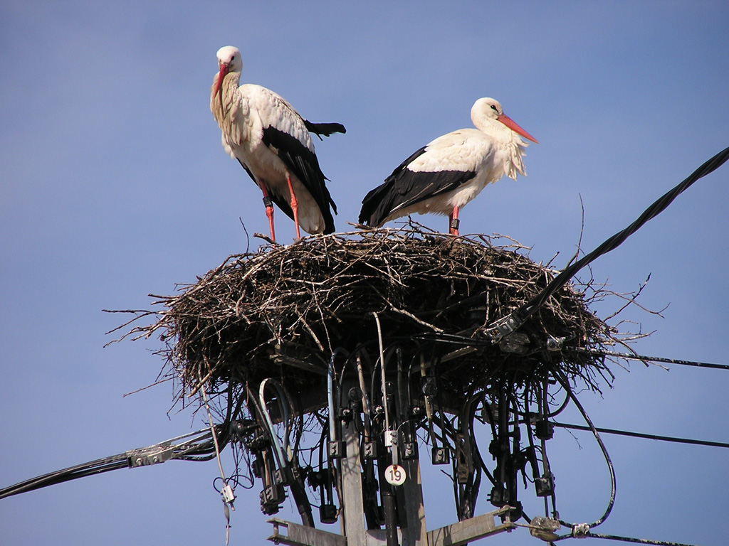 2009-06-23 - Storchennest in Altshausen